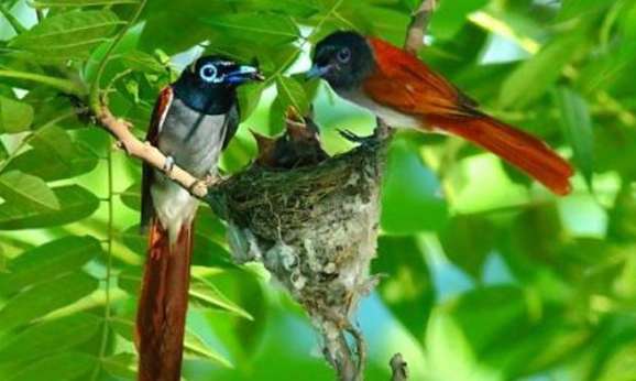 Describing the longevity belt Ancient Poems about Birds