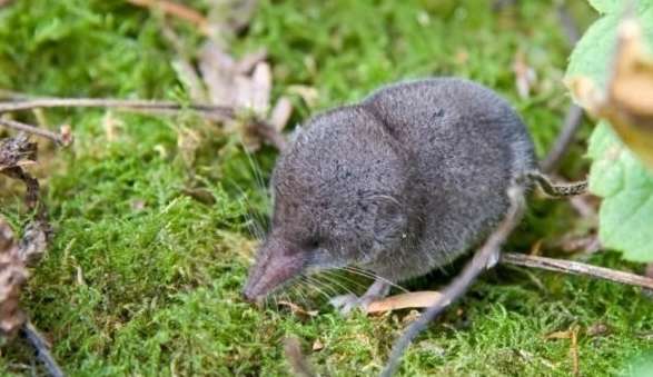 Sichuan mice without tails Rat