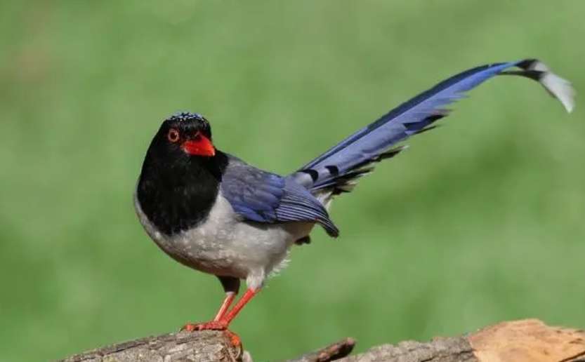 Is 400 yuan a red-billed blue magpie expensive?