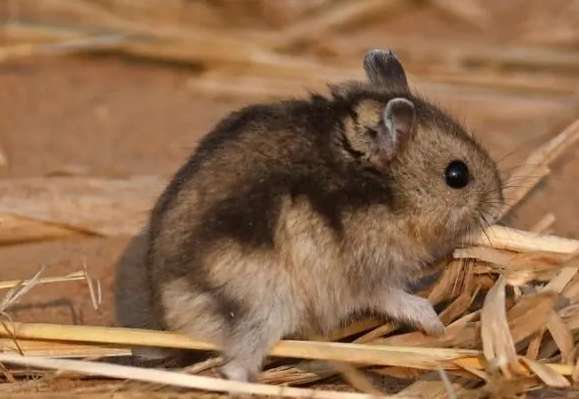 Grey A black-lined hamster on its back