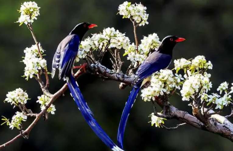 The effect of eating red-billed blue magpie