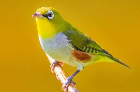 The real reason why the embroidered-eyed bird raises its head is revealed