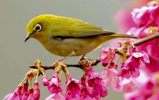 10,000 yuan What is the White-eyed Bird like?