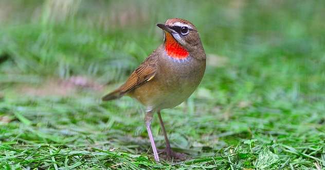 Picture of distinguishing male and female red indigo chins