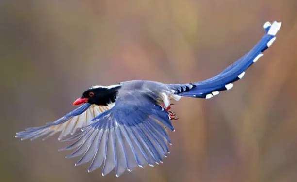 How long will it take to catch a red-billed blue magpie?