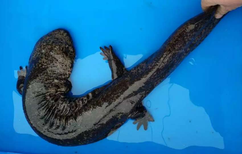 5,000 yuan a pound A catty of giant salamander