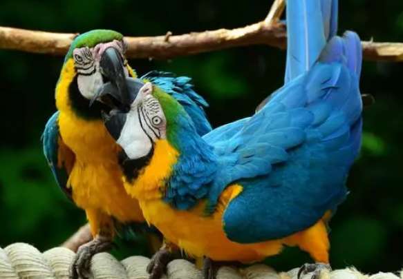 It is possible in 2023 Raising blue and gold macaws