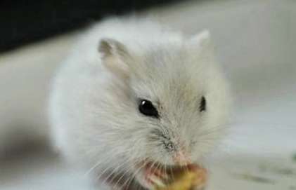 Purebred silver fox and white bear hamster