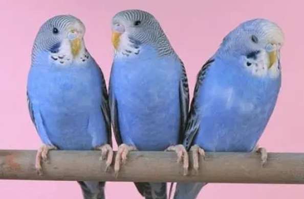 Complete picture of blue and white parrot