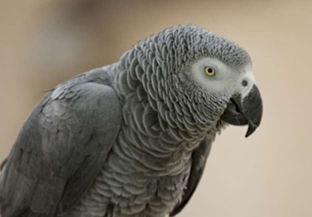 One How to get a certificate for a gray parrot