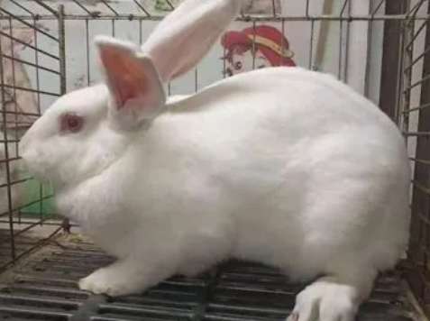 Identification of New Zealand Rabbit and Chinese White Rabbit