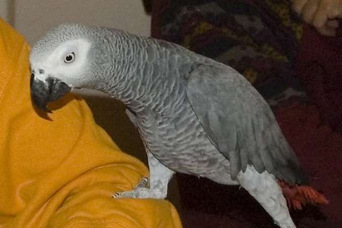 Which cities are open to gray parrots? The city is open