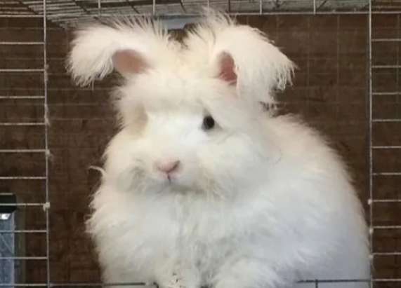 A rabbit that is a cross between an Angora rabbit and a common rabbit