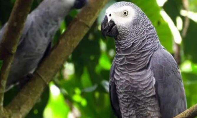 Can gray parrots be kept in 2023?