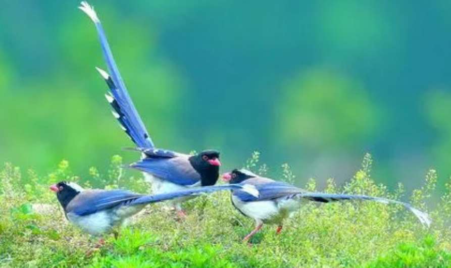 How to raise a red-billed blue magpie in the wild