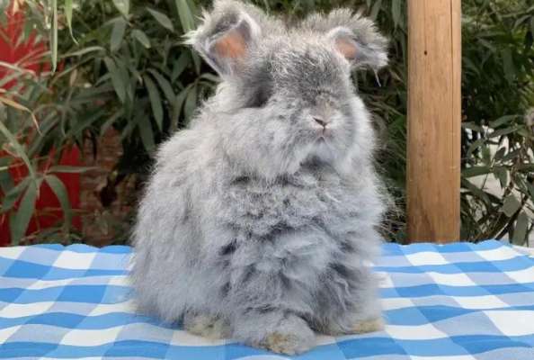 Photos of Angora rabbit 2 months old