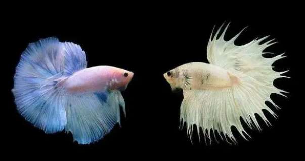 Wild betta fish 100 yuan each