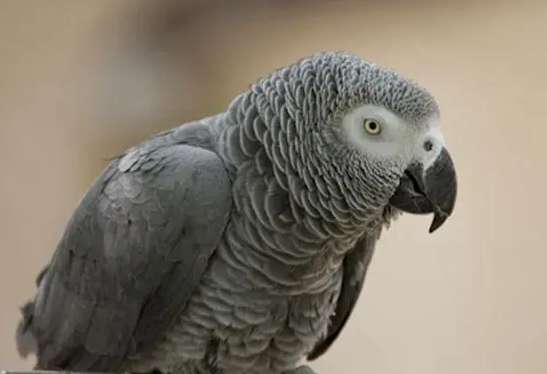 2023 Gray Parrot Market New Quotation