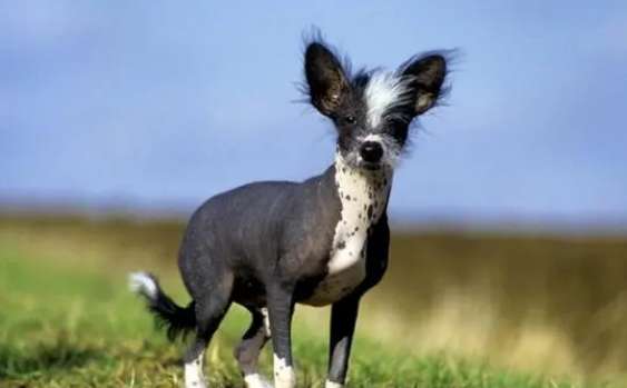 Chinese Crested Dog Pictures and Prices