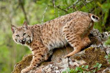 Definition of Bobcat Color