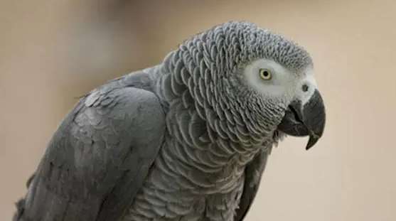 Certificate fee for keeping a gray parrot