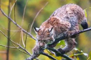 Is the bobcat gene recessive or dominant?