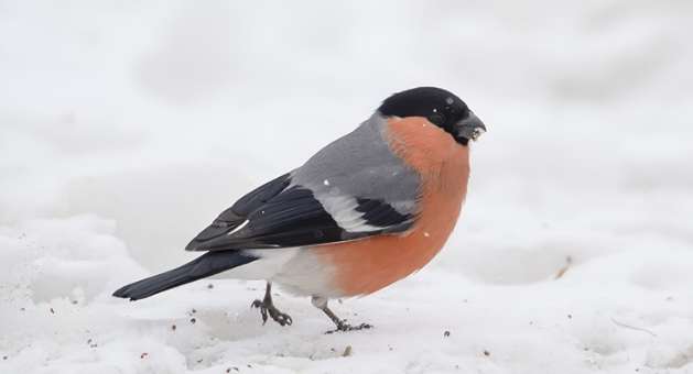 What kind of bird is the Red-bellied Tit? Pictures