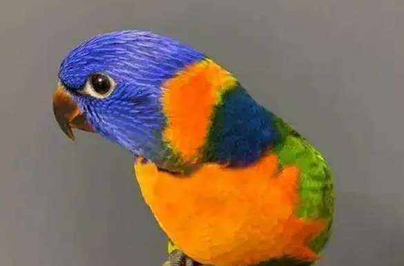 Lorikeet talking video