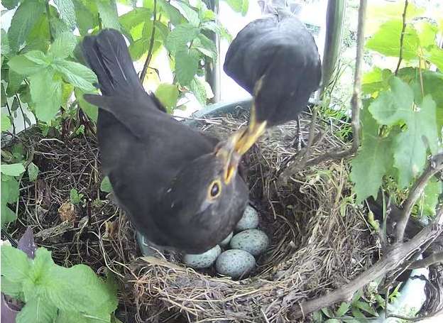 Full process diagram of myna egg hatching