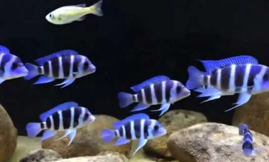 Say Blue mixed culture of arowana and tiger fish