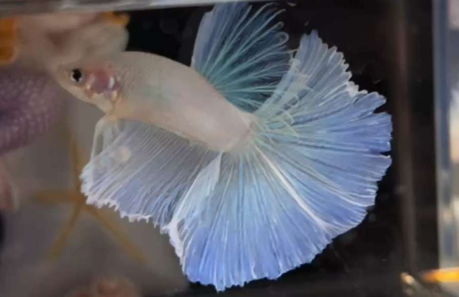 Website dedicated to selling Thai fighting fish