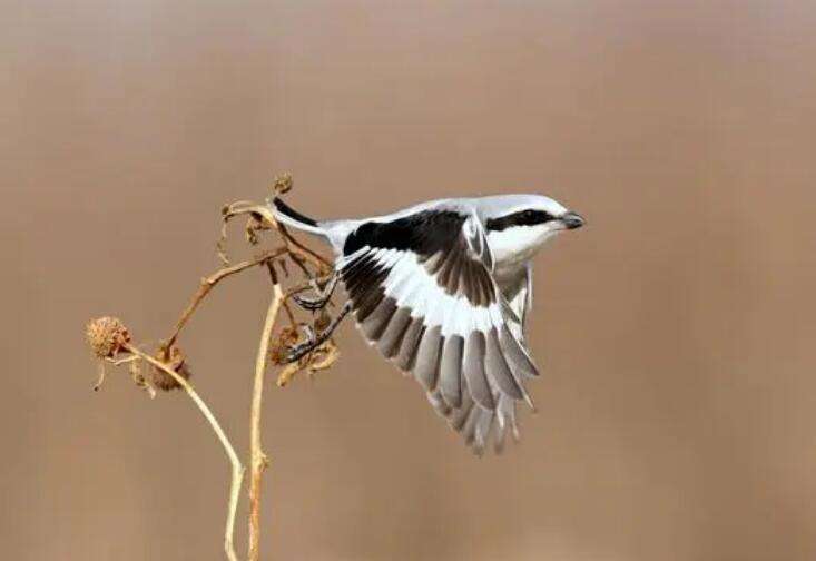 Wedge-tailed Shrike Disadvantages