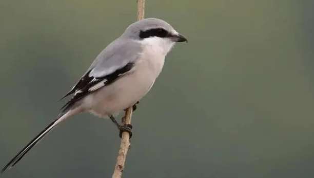 Catch a shrike A shrike is sentenced to several years in prison