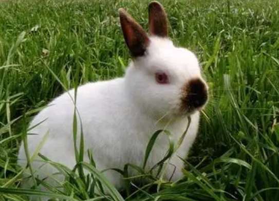 Pictures of the largest giant rabbit in the Himalayas