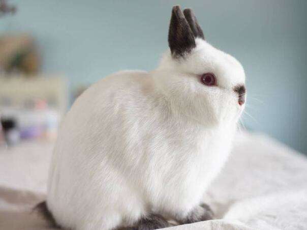 Picture of the color change principle of Himalayan rabbits