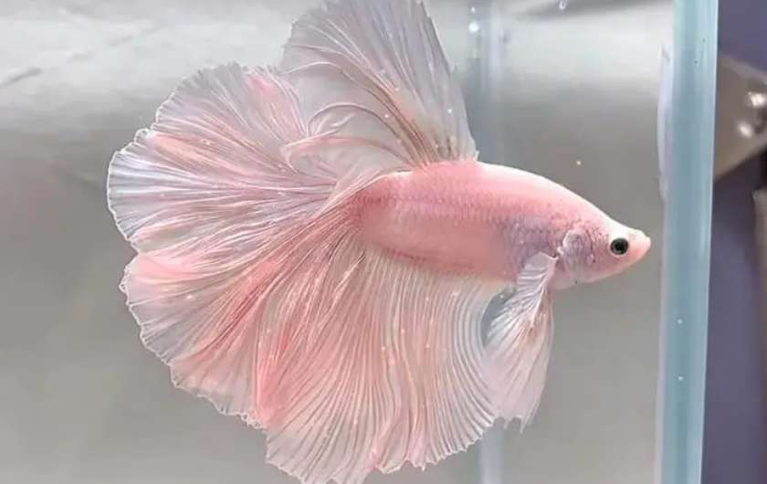 Thailand Betta wholesale channel