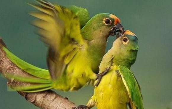 Twelve species of parrots newly released in China