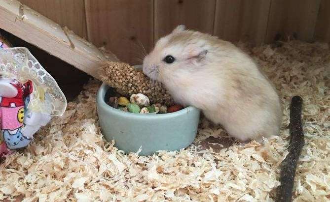 Bloody picture of hamster eating hamster