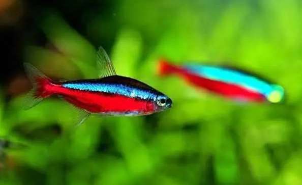 Baolian lantern fish pictures and prices