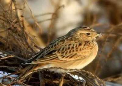 The fastest way to subdue a wild skylark into a cage