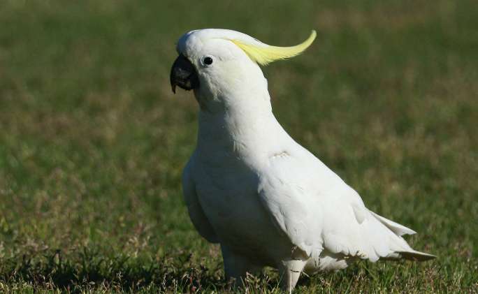 Little Sunflower Phoenix Picture of Cockatoo