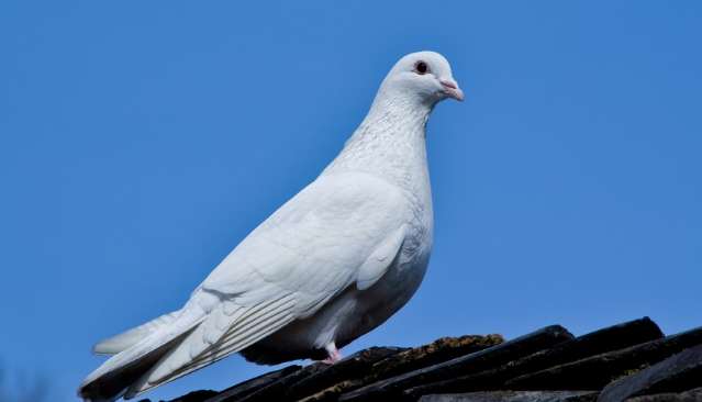 Anal comparison of male and female pigeons