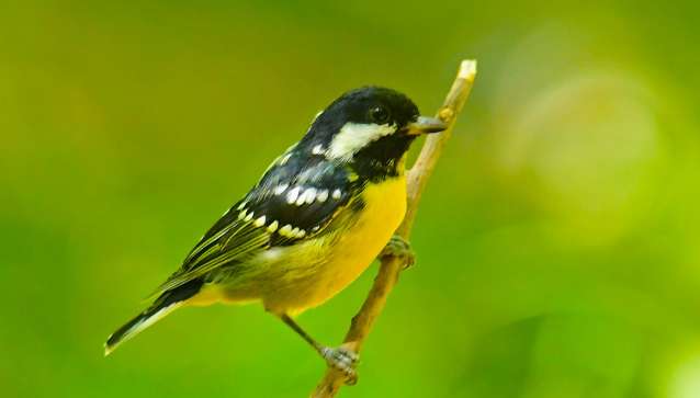 Pictures of distinguishing male and female yellow-bellied tits