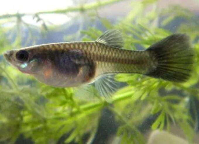 10 signs before your guppy dies