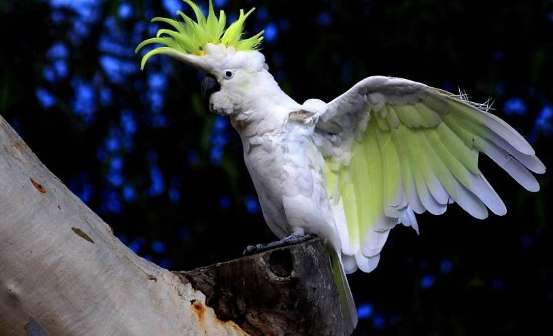  1,000 Sunflower Cockatoos