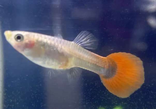 Pictures of guppies being pregnant for 20 days