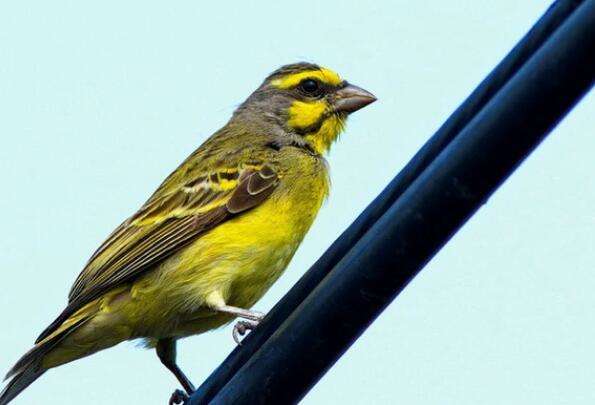 Does the sulphurous canary call well?