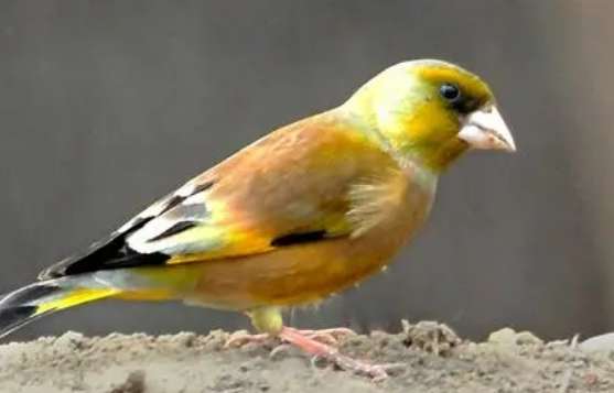 The best goldfinch bird call