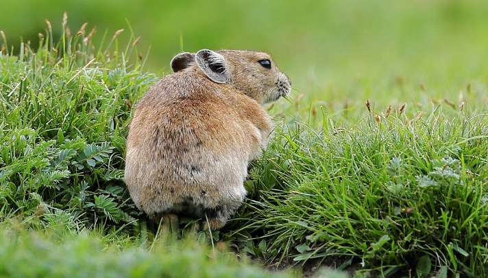 What kind of rats are there on the grassland?