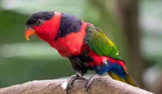 Black-capped Lorikeet Talking Video